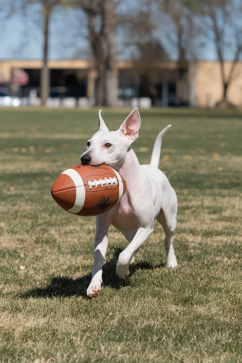 An American Hairless Terrier running with a football in its mouth on a grassy field.