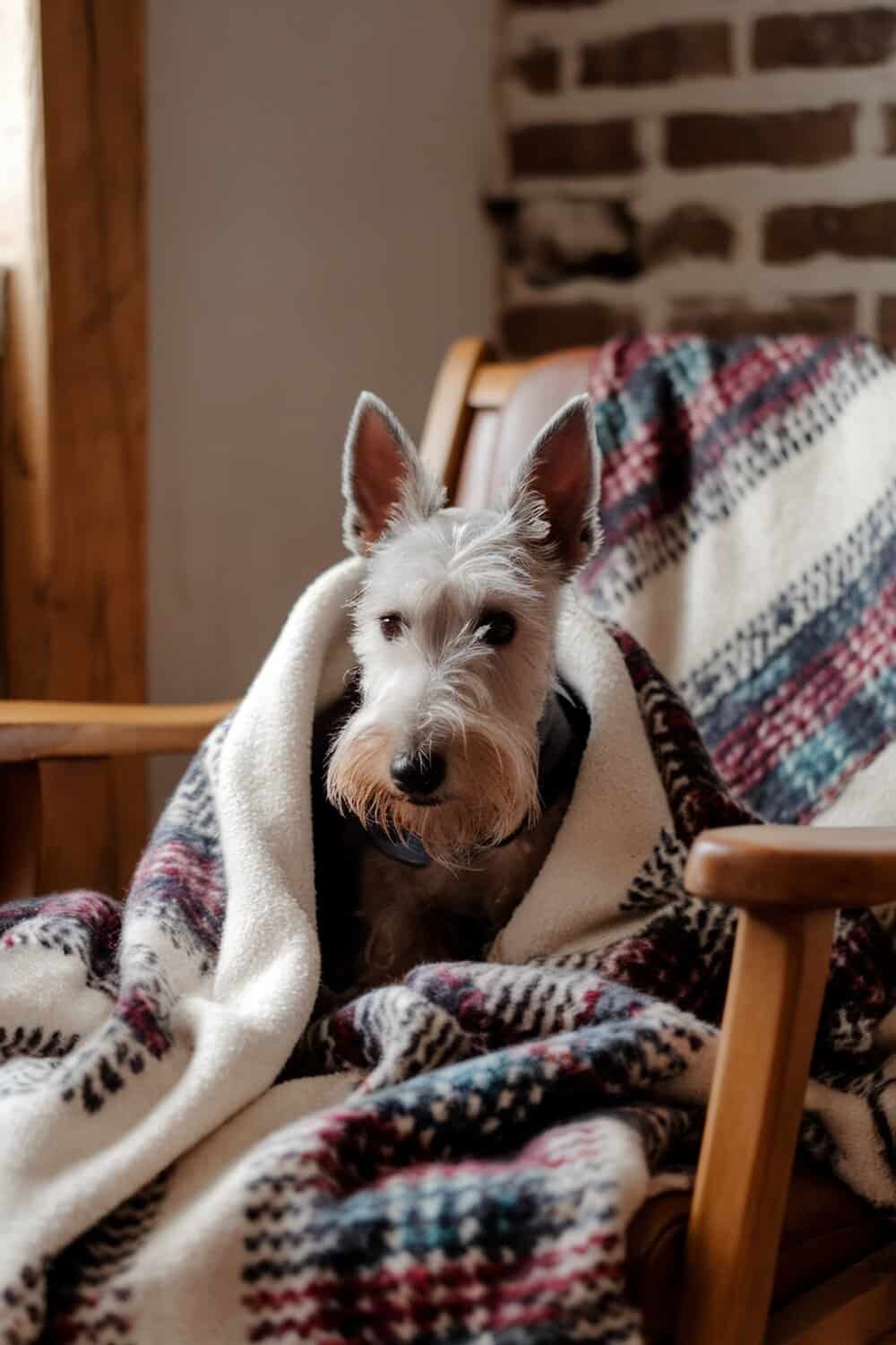 A Scottish Terrier wrapped in a blanket, looking cozy and cute.
